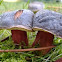 Zeller's Bolete