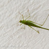 Great green Bush-Cricket