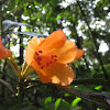 Javan Rhododendron