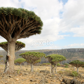 Dragon Blood Tree by Prasad Kotian - Landscapes Forests