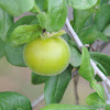 Texas Persimmon        female