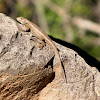 Plateau Fence Lizard