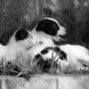 by Karim Sabbagh - Animals - Dogs Puppies