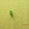 Green Leaf hopper