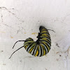 Monarch Caterpillar (preparing to pupate)