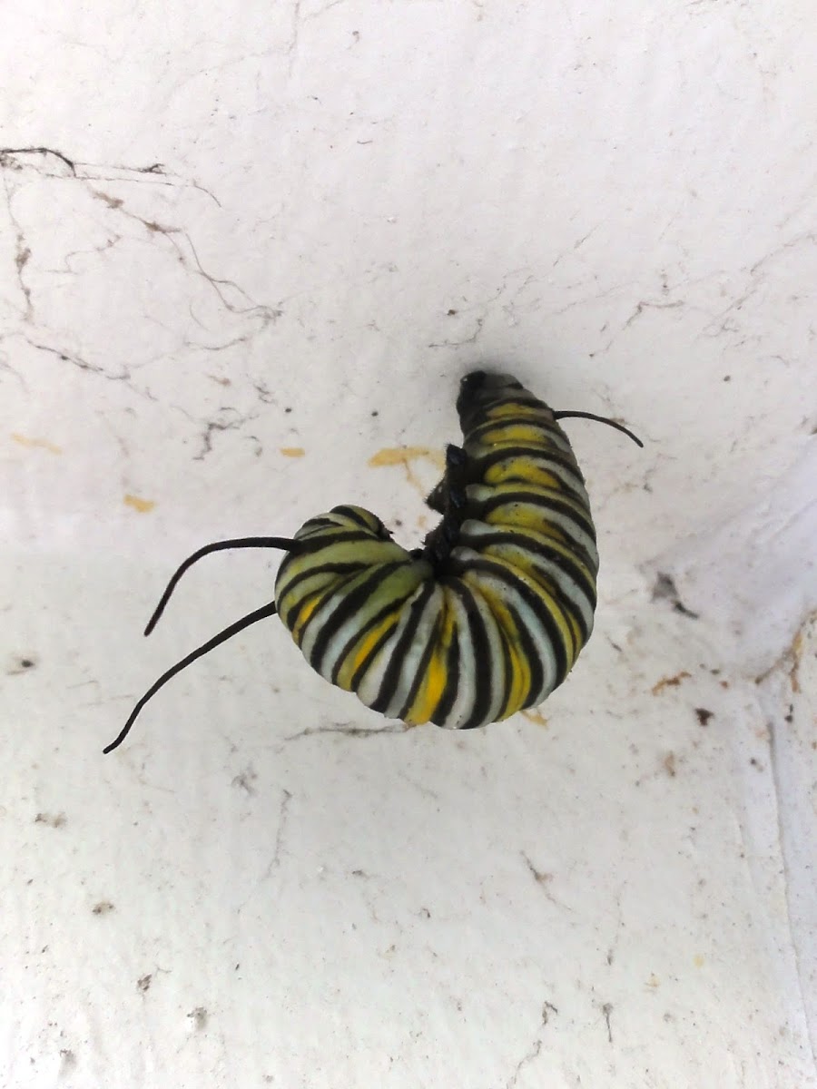 Monarch Caterpillar (preparing to pupate)