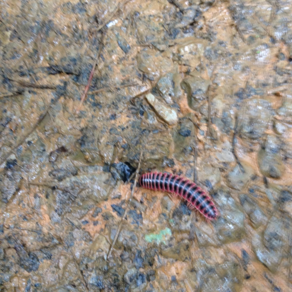 Red Sided Flat Millipede