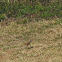 Kalahari Scrub-robin