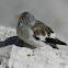 White-winged Snowfinch