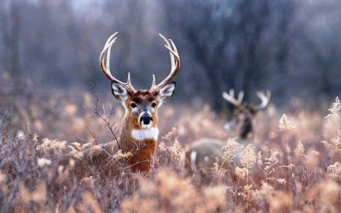 Download Deer Wallpaper APK