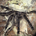 Ecuadoran pinktoe tarantula