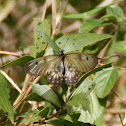 Clearwing Swallowtail