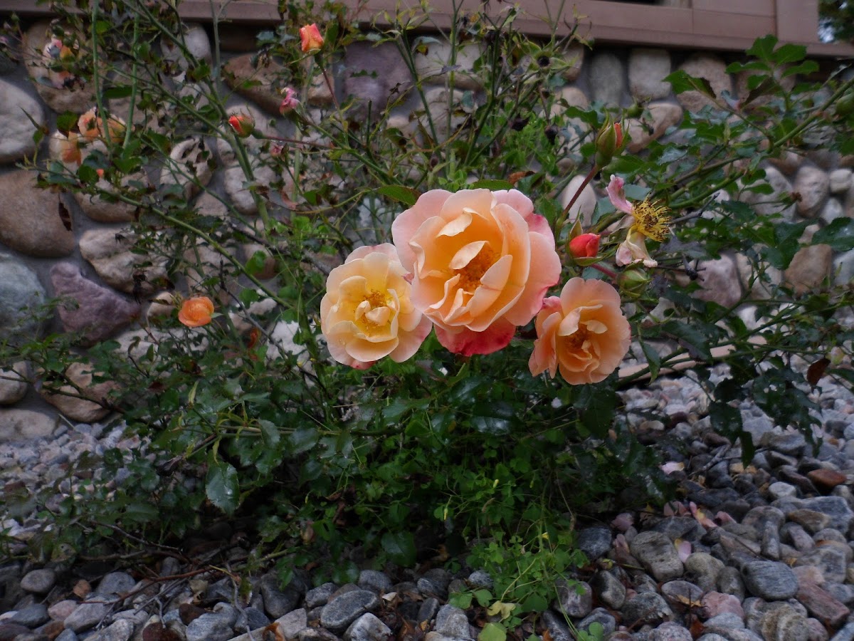 Hybrid Tea Rose 'Speelwark Rose'