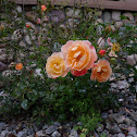 Hybrid Tea Rose 'Speelwark Rose'