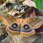 Polyphemus Moth