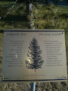 Lodgepole Pine Plaque