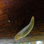 slug