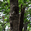 Oak, nest cavity.