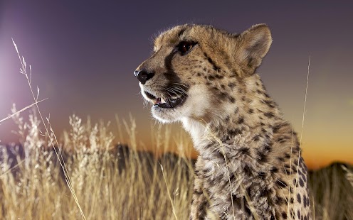 Lastest Cheetah Wallpaper APK