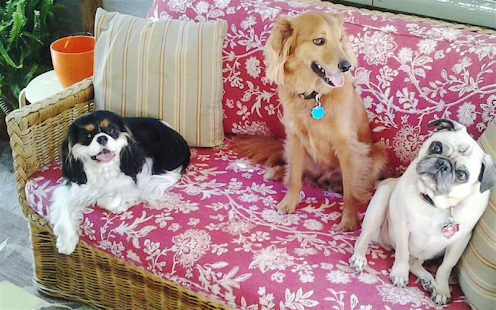 Free My Love Fur Paws Pet Care APK for PC