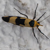 Yellow Tiger Moth