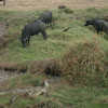 Thai Water Buffalo