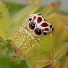 Green jumping spider - female