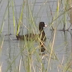 Eurasian Coot, crna liska