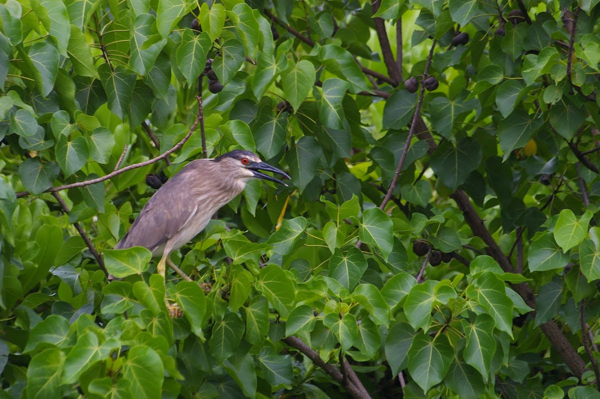 Black-crowned Night-Heron