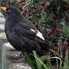 Blackbird - white wing patches