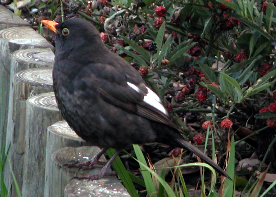 Blackbird white wing patches Project Noah