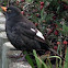 Blackbird - white wing patches