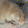 Cape dune mole-rat