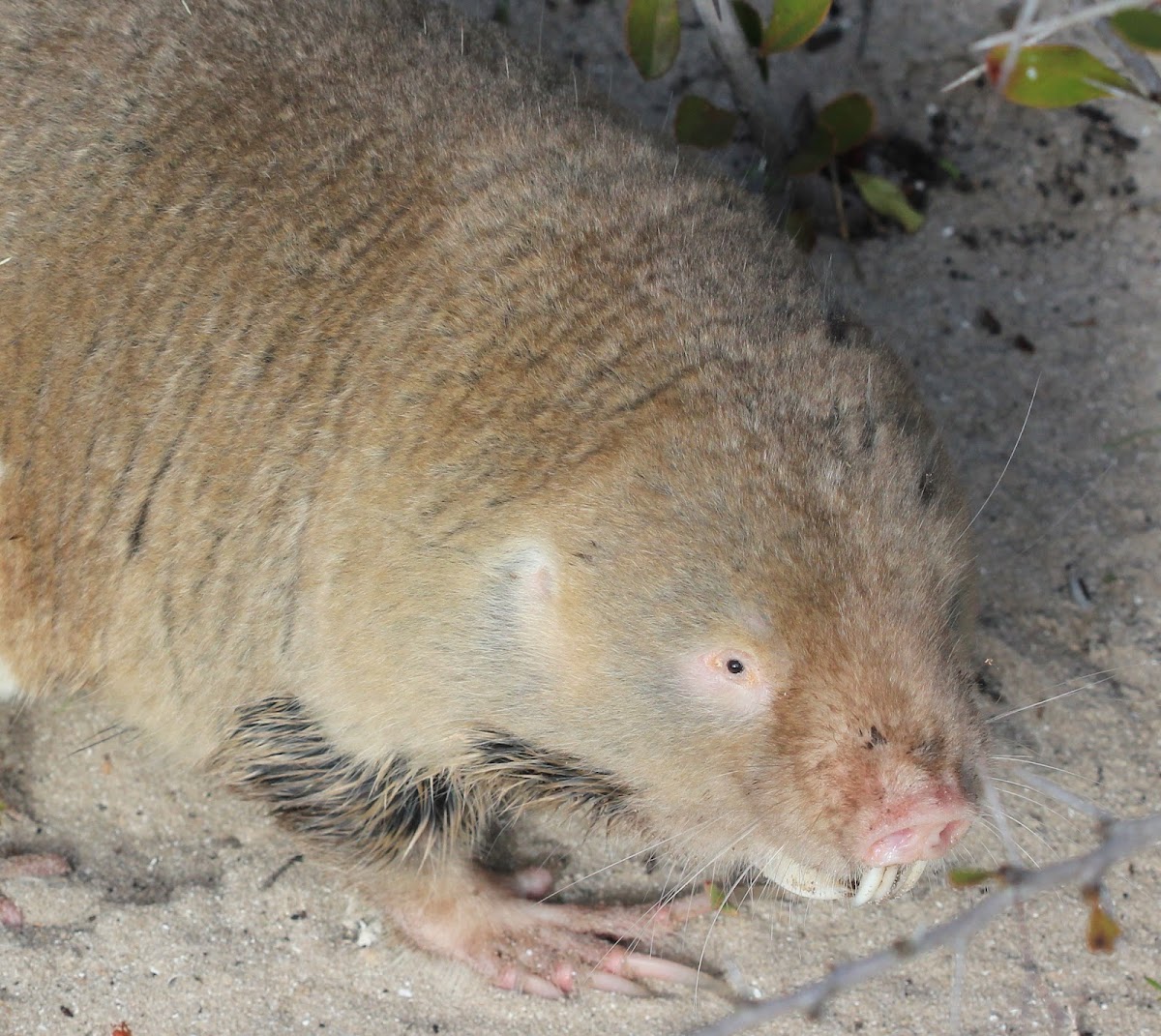 Cape dune mole-rat
