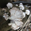 Split-gill fungus