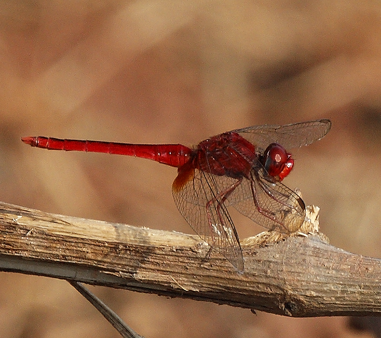 Ruddy Marsh Skimmer