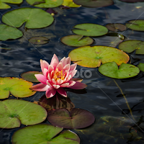 by Rany Haj - Flowers Flowers in the Wild