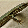 Common (European) Wall Lizard