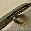 Common (European) Wall Lizard