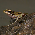 Cricket Frog or Nicobar Island Frog
