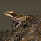 Cricket Frog or Nicobar Island Frog