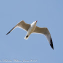 Audouin's Gull; Gaviota de Audouin