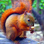 Ardilla - Squirrel