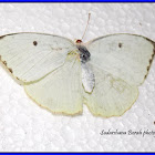 The Lemon Emigrant Butterfly