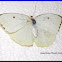 The Lemon Emigrant Butterfly