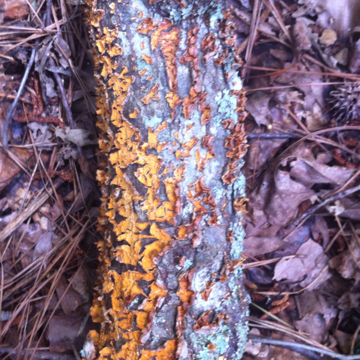 Crowded Parchment, A Crust fungi