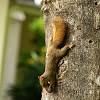 Red-tailed Squirrel