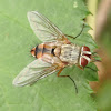 Tachinid fly