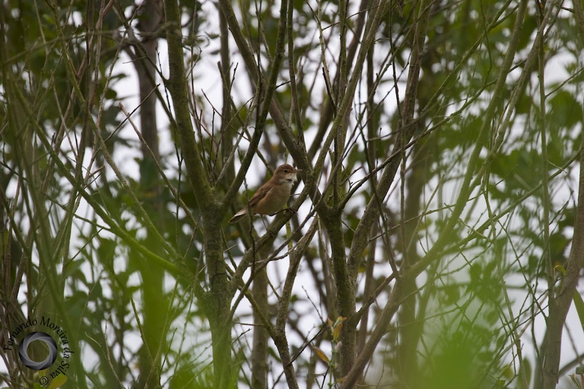 Common Nightingale, Rouxinol-comum