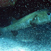 Spot Fin Porcupinefish